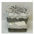 Best Black Sesame Cake w/Coconut Pudding in Redwood City, CA